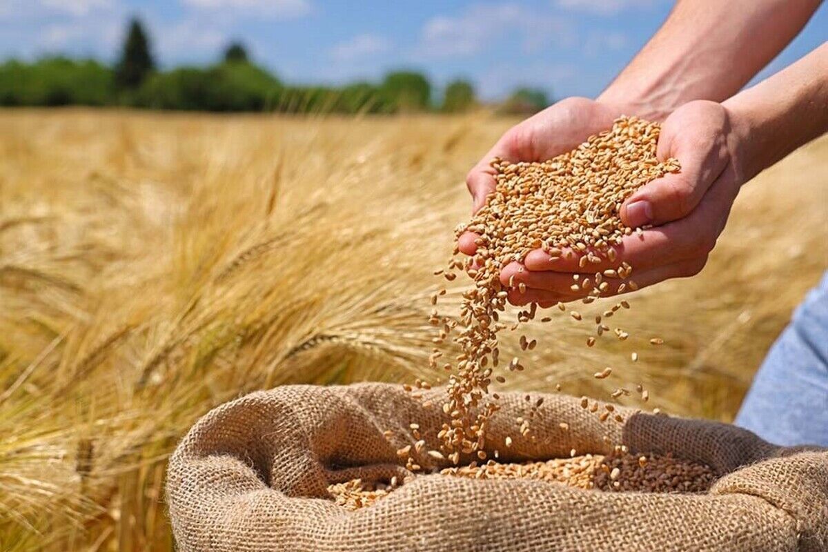 آخرین خبر از پرداخت مطالبات گندم‌کاران