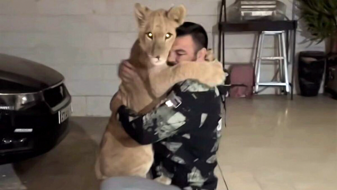 توله شیر باغ‌وحش پارک ارم تلف شد