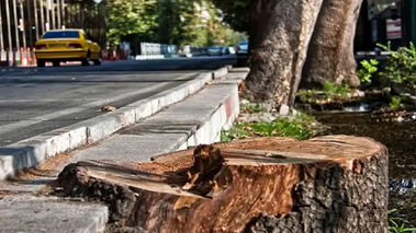 چرا درختان خیابان فلسطین از ریشه قطع شده‌اند؟