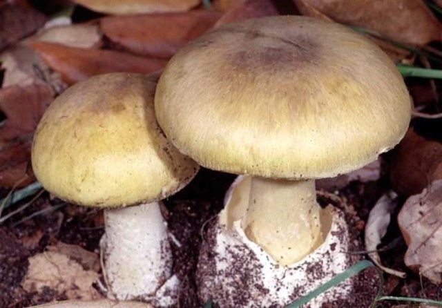 یک کشته و ۴۷ مسموم بر اثر مصرف قارچ‌های سمی
