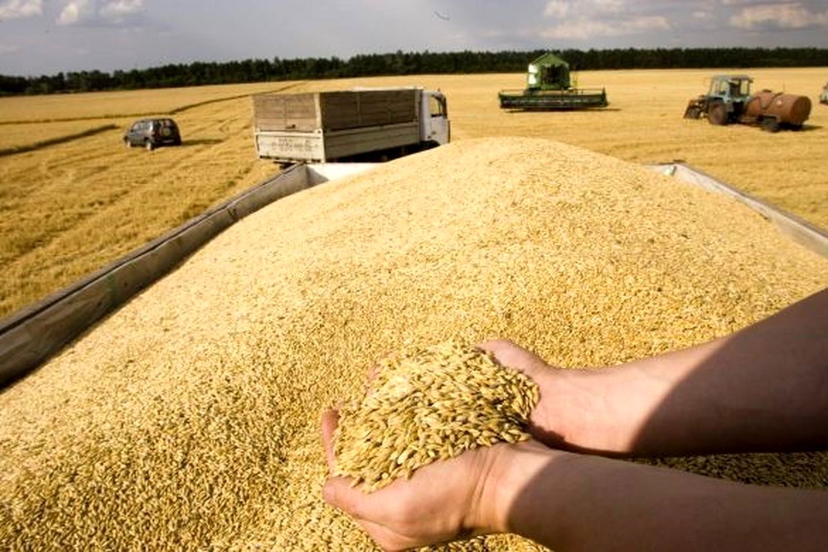 خبر خوش برای گندمکاران / این مبلغ به حساب گندمکاران واریز شد