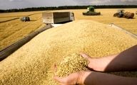 دستور مهم رئیس قوه قضاییه درباره مطالبات گندمکاران و قیمت خرید تضمینی گندم