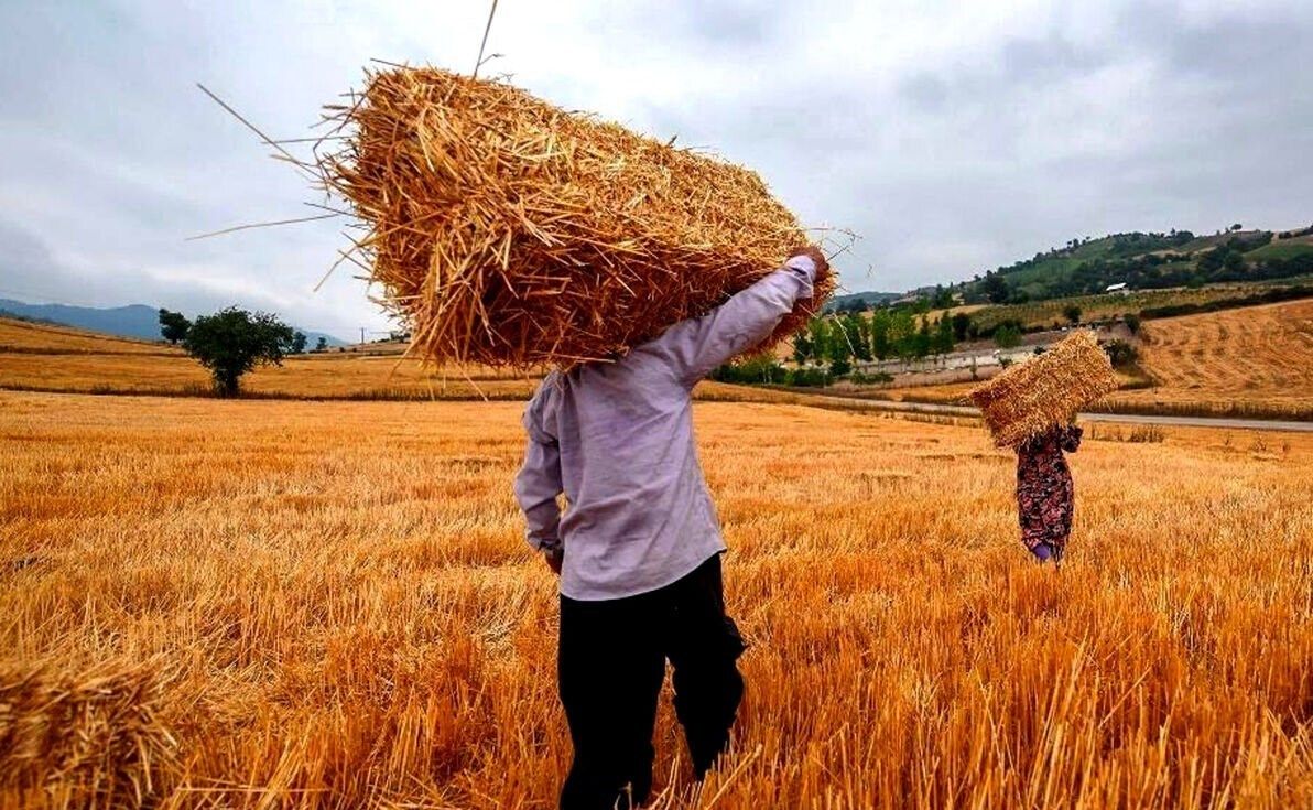 خبری فوری درباره پرداخت مطالبات خرید تضمینی گندم به  گندم‌کاران 