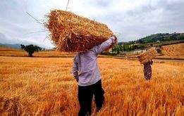 خبر مهم وزیر کشاورزی درباره پول گندم