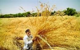 خبر فوری؛پزشکیان قیمت گندم را تعیین کرد