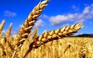 دستور مهم  پزشکیان برای گندمکاران؛ اعلام قیمت گندم