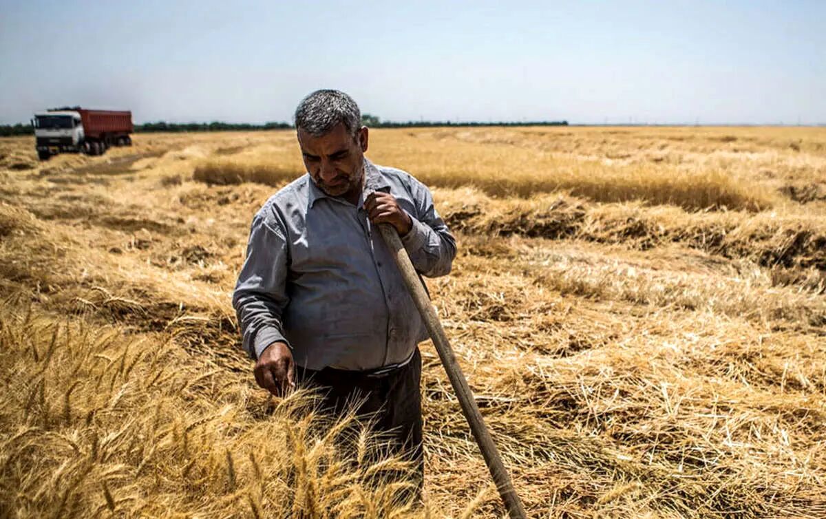 زمان پرداخت مطالبات گندم کاران اعلام شد