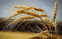 گندمکاران بخوانند/ آغاز دوره جدید پرداخت مطالبات گندمکاران
