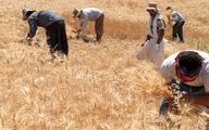 گندمکاران تهدید کردند