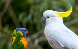 قیمت‌های عجیب و غریب طوطی در ایران! + فیلم