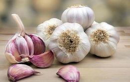 راه رهایی از بوی بد دهان بعد از خوردن سیر +عکس
